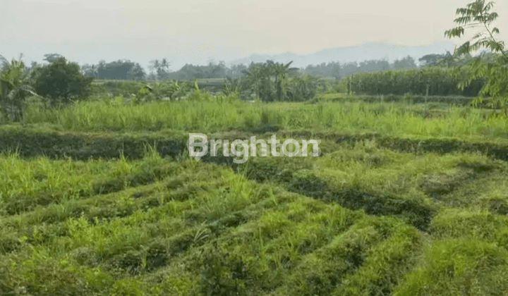 Tanah sawah masih produktif, desa Brumbung-Kediri 1