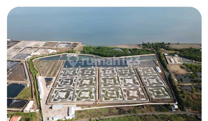 This Shrimp Pond has a very strategic location, Panarukan-Situbondo. This Shrimp Pond has a very strategic location, Panarukan-Situbondo.