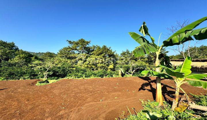 Tanah Untuk Villa Lembah Pinus Puncak Bogor 2