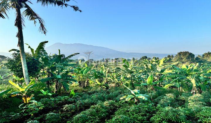 Tanah Shm Murah Pas Untuk Berkebun Di Puncak 2