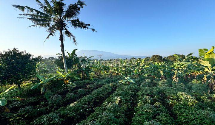 Tanah Shm Murah Pas Untuk Berkebun Di Puncak 1