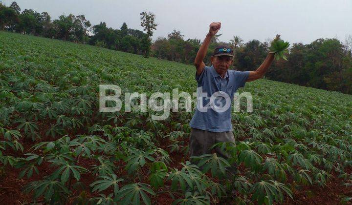 LAHAN DI PESAWARAN LAMPUNG SELATAN 1