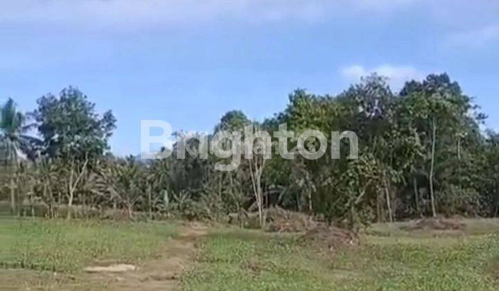 Tanah Luas 3,5 Hektar dekat Pondok Gontor Kalianda Lampung Selatan 2