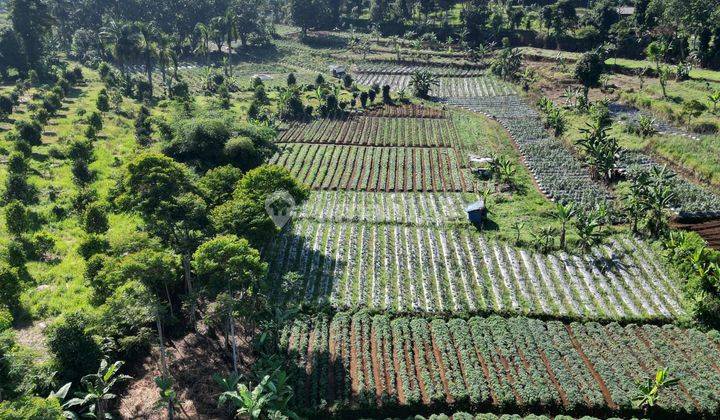 Tanah Murah Hanya 1km Dari Jalan Raya Puncak Shm  2