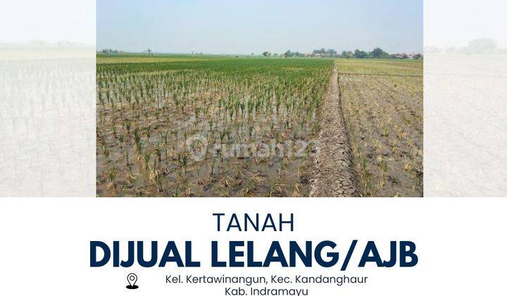 Tanah Murah Dijual di Kandanghaur, Indramayu 1