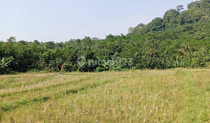 Jual Murah Meriah SHM Tanah Sawah di Desa Kertamanah, Purwakarta Jawa Barat Cocok Untuk Investasi  1