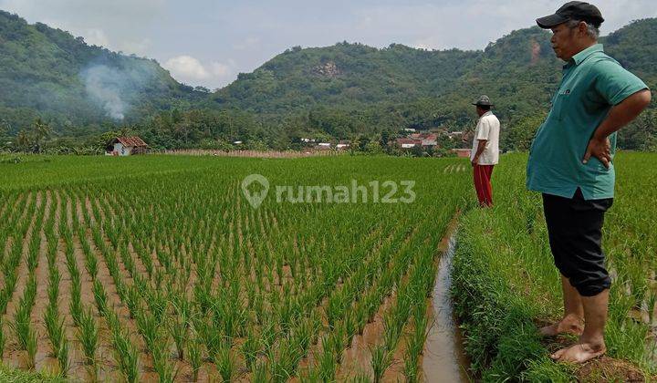 Bu Jual Sawah di Tegal Panjang Cireunghas Sukabumi Jawa Barat 1