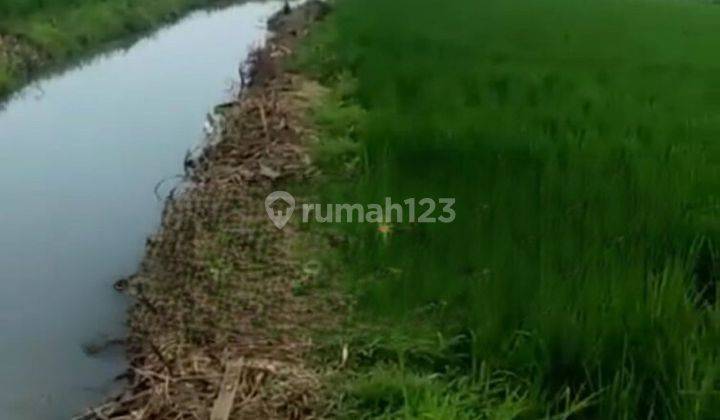 Dijual Tanah Sawah di Karawang Akses Sangat Strategis 1