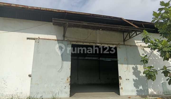 Ready-to-Use Eucalyptus Warehouse Ready-to-Use Eucalyptus Warehouse