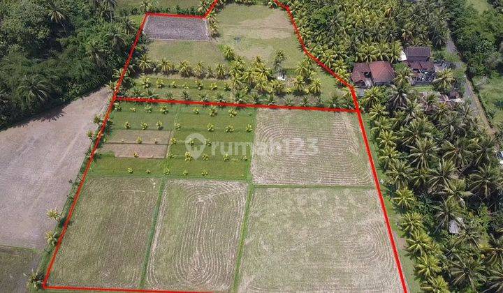 For Sale Flat Rice Field Land With Clean Water Source 1