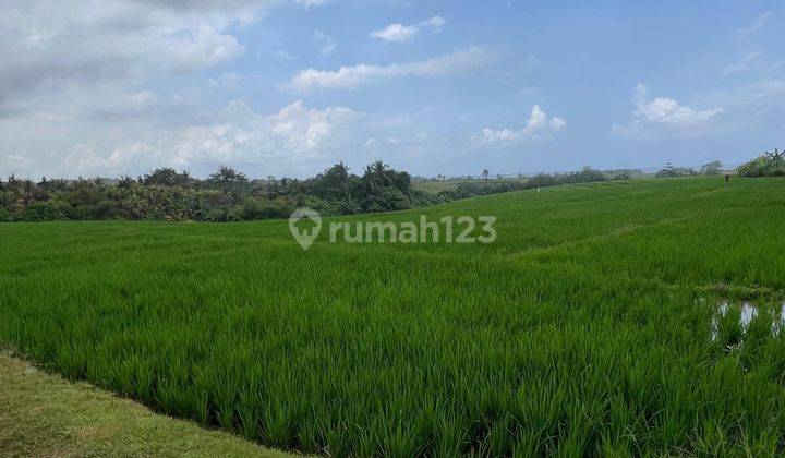 Cheap Land for Sale in Tibubiu Kerambitan Bali 2