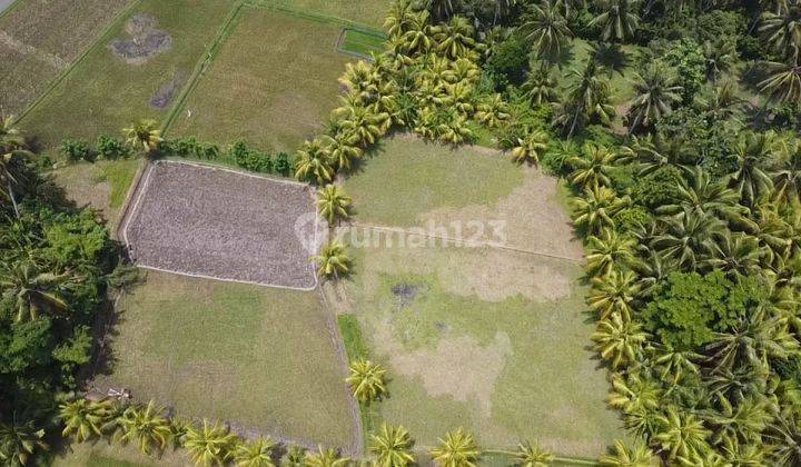 For Sale Flat Rice Field Land With Clean Water Source 2