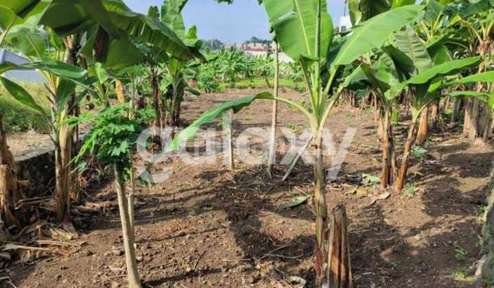 T Tanah Jl. Mangunharjo Dekat Kampus Undip Tembalang 2