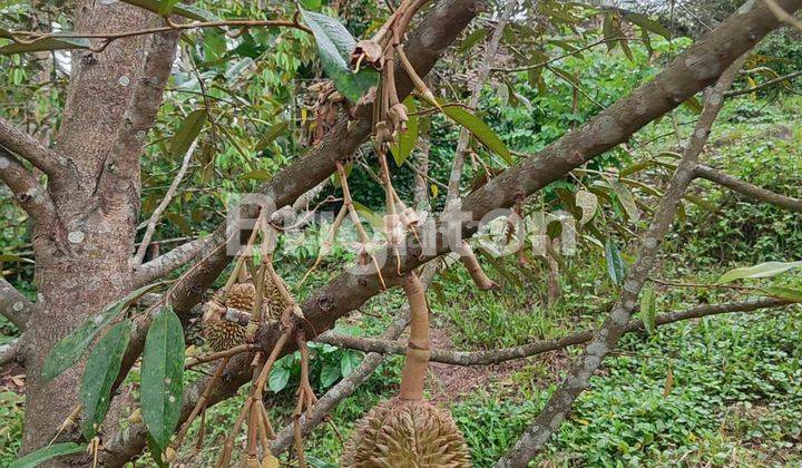 DIJUAL TANAH KEBUN DURIAN MONTONG 2