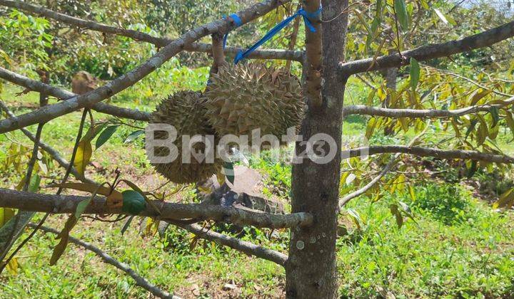 DIJUAL TANAH KEBUN DURIAN MONTONG 1