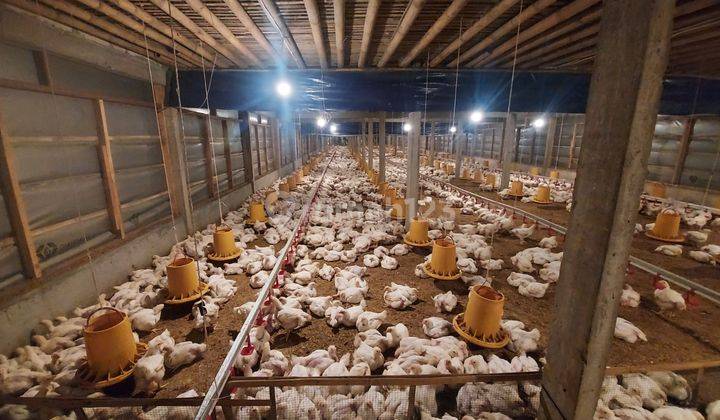 Dijual Kandang Ayam di Genengan Jumantono, Karanganyar Masih Aktif 1