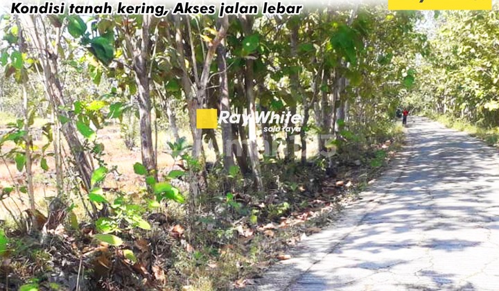 Agricultural Land for Sale in Manyaran Wonogiri, wide access.