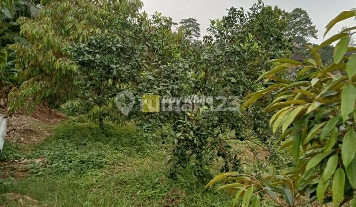 Tanah di Ngargoyoso SHM 4131.0 m² Tanah di Ngargoyoso SHM 4131.0 m²