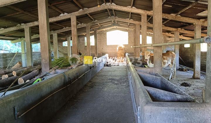 Active Cow Shed Business Space Still Operating in Pare, Selogiri, Wonogiri 329.0m2 Good SHM.