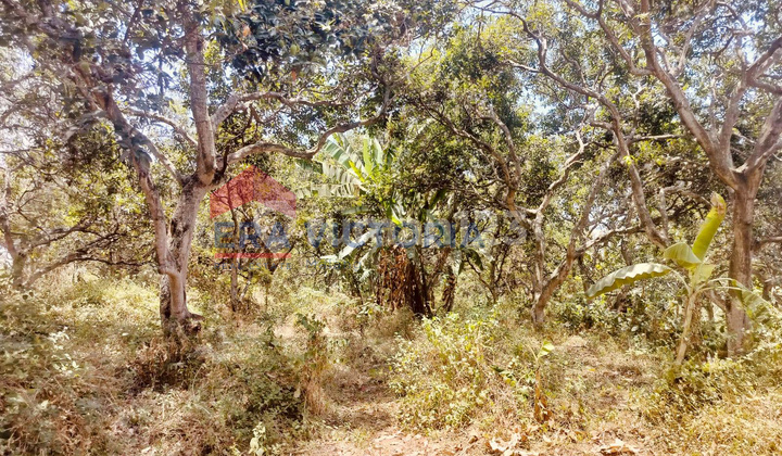 Tanah Strategis Dekat Bakti Alam & Pabrik Samsung Potensi Investasi Tinggi di Purwosari Tanah Strategis Dekat Bakti Alam & Pabrik Samsung Potensi Investasi Tinggi di Purwosari