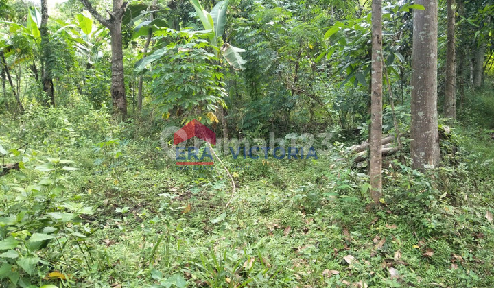 Sale of Dry Plantation Land in Mojo Kediri, Strategic & Productive Location