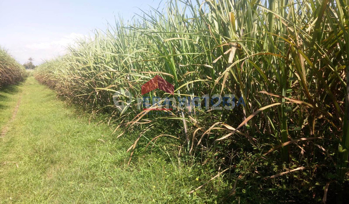 Tanah DIJUAL di Banjarejo, Ngadiluwih Kabupaten Kediri, Diapit Jalan Timur dan Barat, SHM, Cocok untuk Perumahan atau Gudang