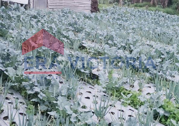 Investasi Emas! Tanah Sejuk Kawasan Wisata Cocok untuk Bisnis Kuliner 1
