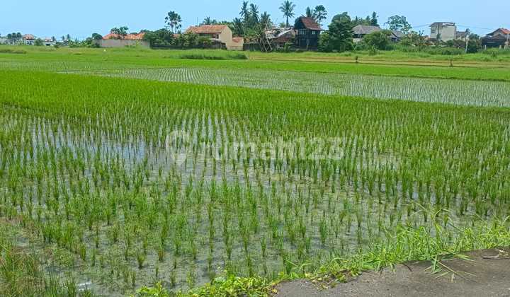 Coming Soon: Prime Villa Land Plots in the Center of Canggu