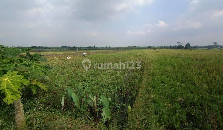 Tanah sawah lokasi strategis dekat pasar dengkol dan dekat sekolah penerbangan 1