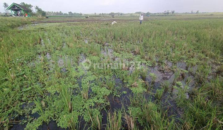 Tanah sawah lokasi strategis dekat pasar dengkol dan dekat sekolah penerbangan 2