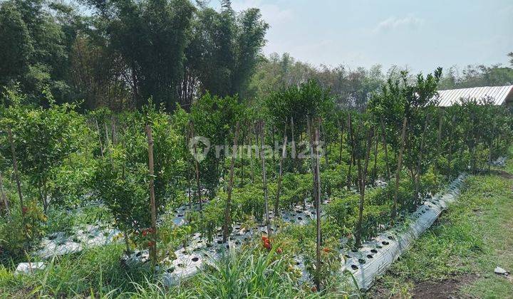 Tanah Murah Di Dau Cocok Untuk Tempat Wisata Dan Perumahan 1