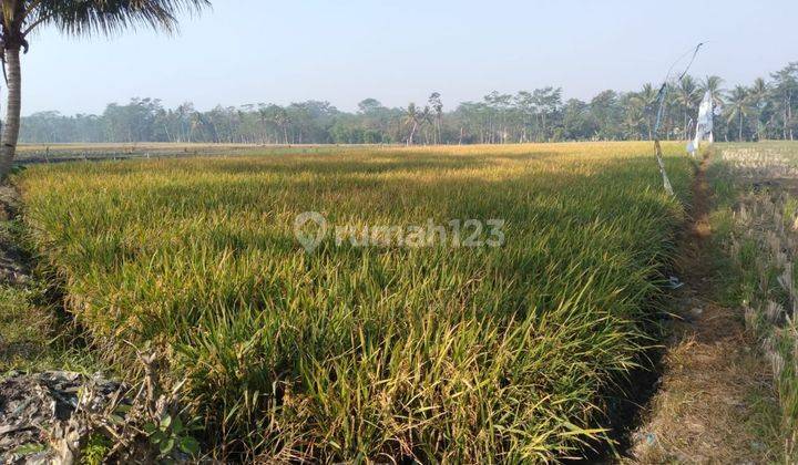 Tanah Sawah Murah di Kepanjen Cocok Untuk Investasi  1