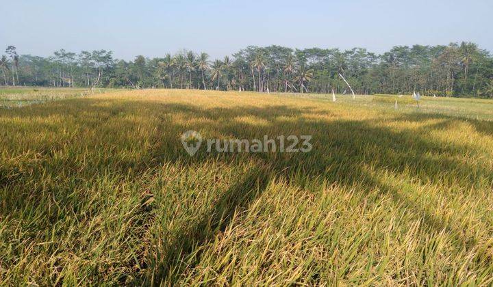 Tanah Sawah Murah di Kepanjen Cocok Untuk Investasi  2