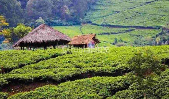 Dijual Cepat Perkebunan Teh Hijau Produktif di Majalengka 1