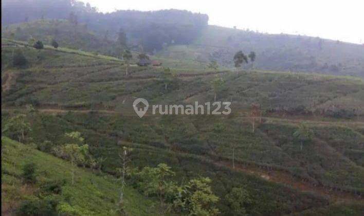 Dijual Cepat Perkebunan Teh Hijau Produktif di Majalengka 2