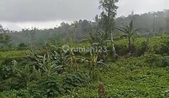 DIJUAL TANAH LETAK STRATEGIS PINGGIR JALAN UTAMA DI SUKASADA BULELENG  1