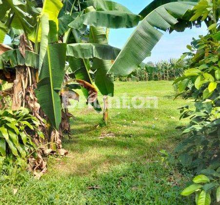 Dijual Tanah Kebun Cocok Sekali Untuk Tempat Usaha di Sumur Batu 1