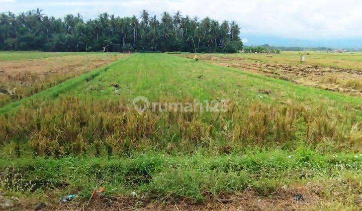 Strategic Land View Rice Fields 32 Are in Delowberawah Jembrana Country 2