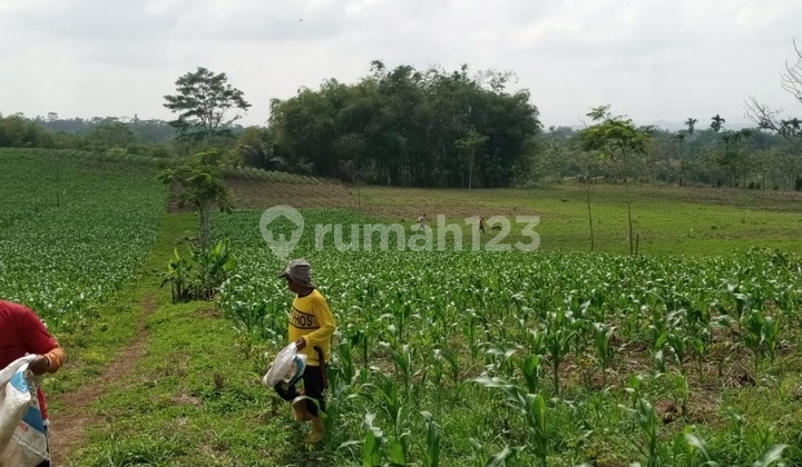 Dijual Tanah Perkebunan di Nagrak Cibadak Sukabumi