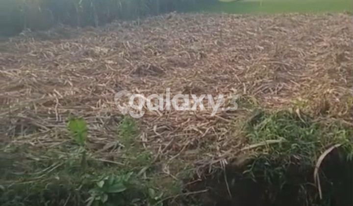 Industrial land in Nganjuk, zero asphalt road.