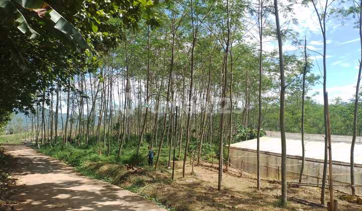 For Sale Land Plots in Cikalong Cianjur, Suitable for Investment. For Sale Land Plots in Cikalong Cianjur, Suitable for Investment.