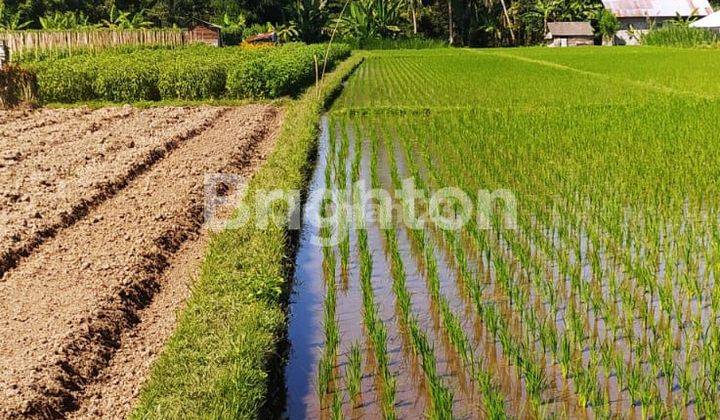 Tanah 29,4 are di Kuwum Marga Tabanan 2