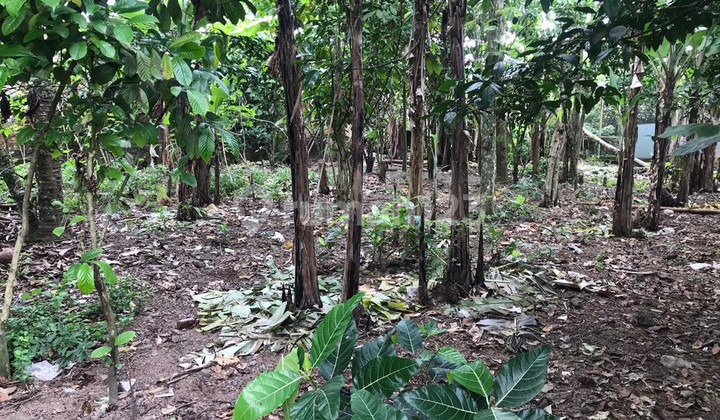 Future Investment for Sale: Strategic Land Plot in the Cool Merapi Golf Area, Wukirsari, Cangkringan, Sleman