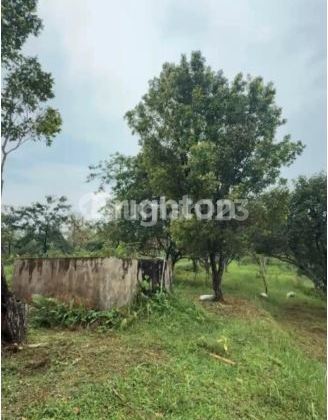 EXTENSIVE, ACTIVE, AND WELL-MAINTAINED PLANTATION LAND SUITABLE FOR INVESTMENT IN JOMBANG EXTENSIVE, ACTIVE, AND WELL-MAINTAINED PLANTATION LAND SUITABLE FOR INVESTMENT IN JOMBANG
