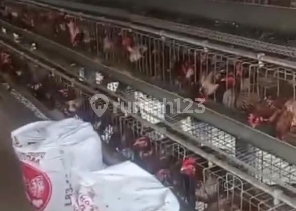 DIjual Tanah 11 Ha Sudah Ada Perternakan Ayam 9 Ha Income 150jt/Hari