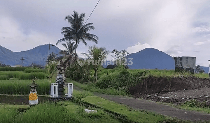 Land For Sale At Penebel Tabanan Bali Views Of Rice Fields  1