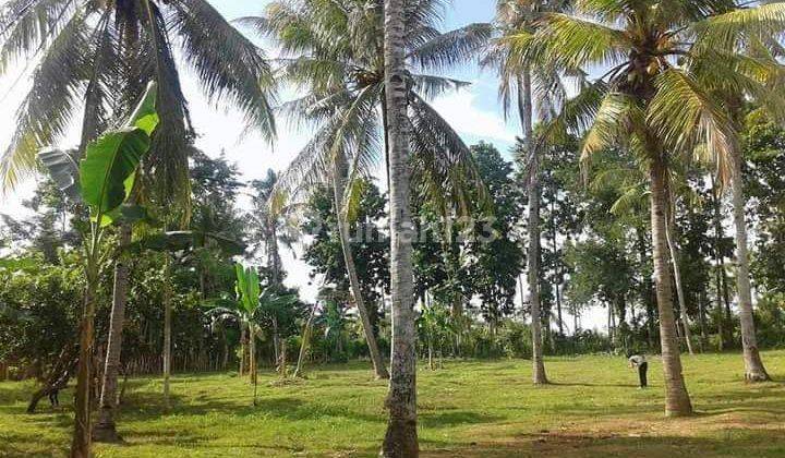 For Sale Land 2 Are Five Plot Of Land At Banyu Biru Jembrana Bali 1