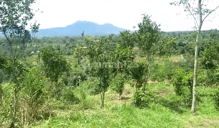 Land For Sale At Payangan Ubud Bali 1