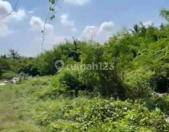 Land For Sale At Saba Gianyar Bali 1