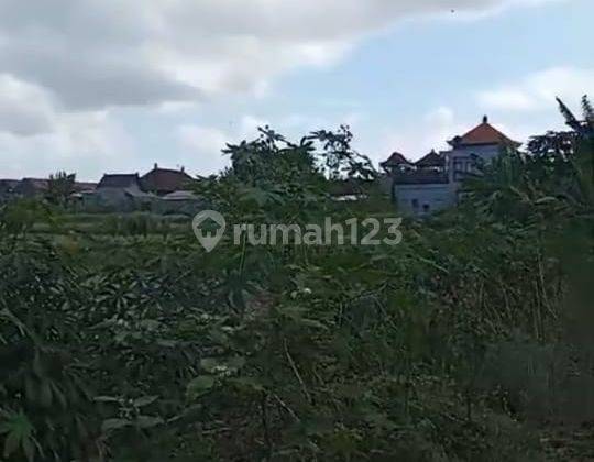 Land For Sale At Kelating Tabanan Bali 2